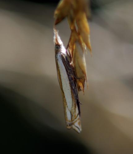 Réf. 263 455 : Crambus pascuella